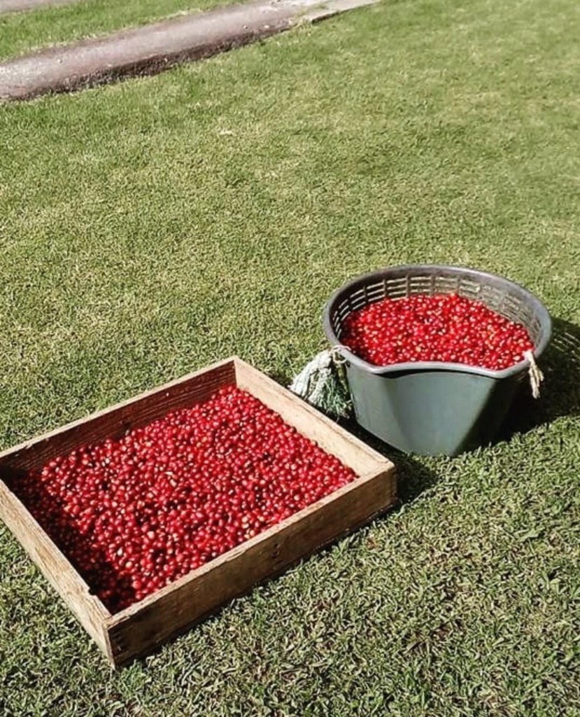 Cerezas rojas de café Geisha maduras en cajón y canasto tradicional - Finca Doña Daisy