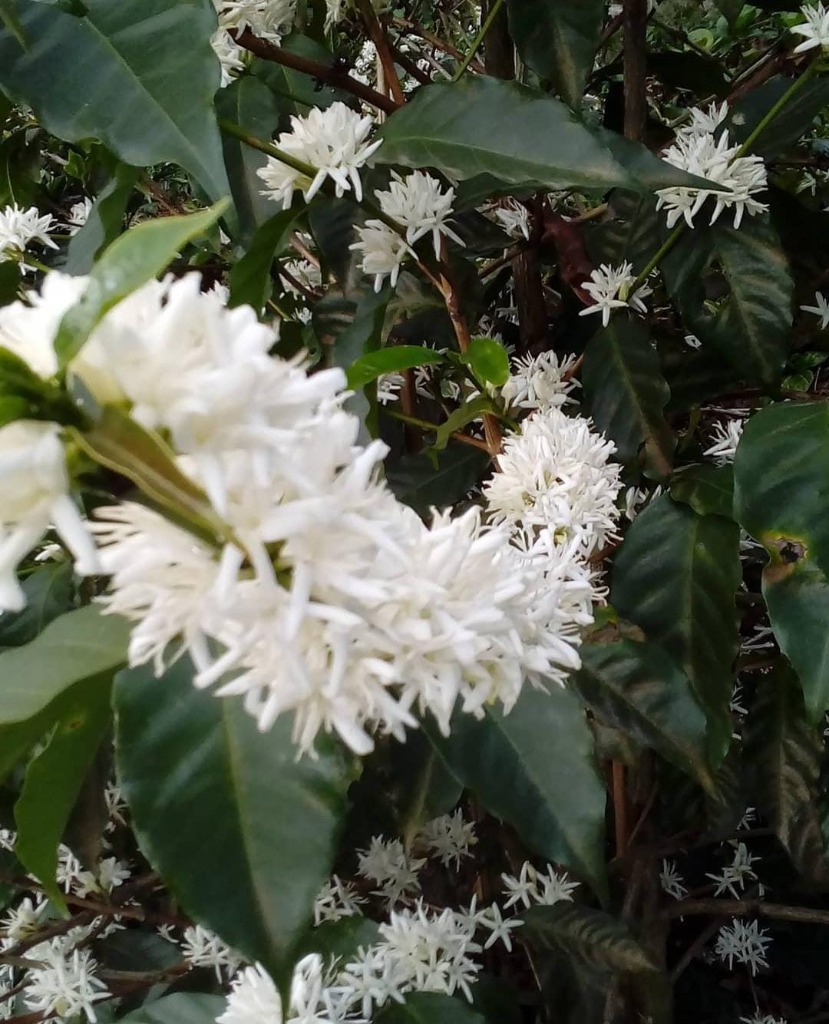 Flor blanca de jazmín del cafeto Geisha en plena floración