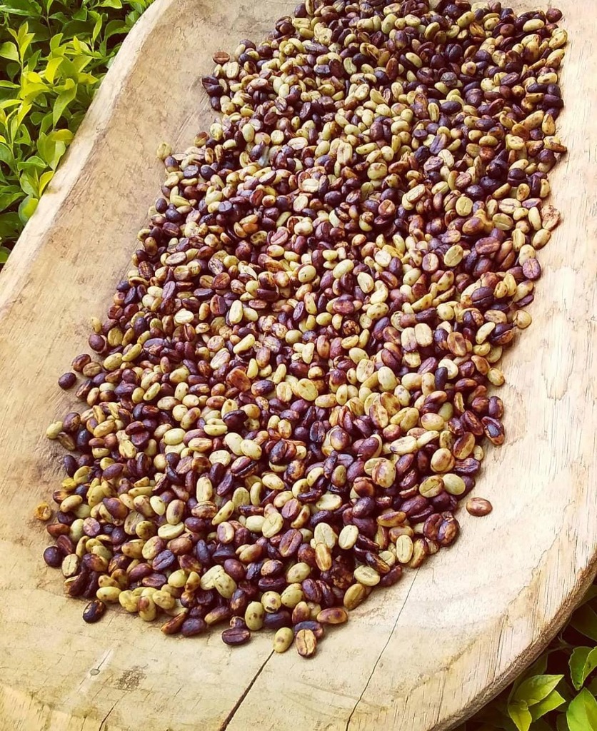 Granos de café en batea tradicional de madera noble conservando miel natural